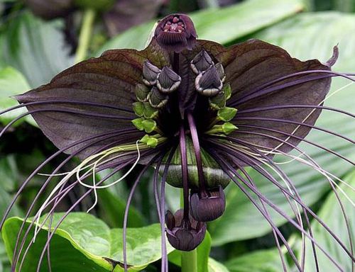 The Black Bat Flower,