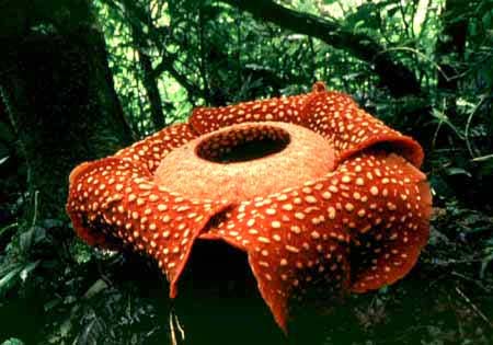 Rafflesia Arnoldii, native to Indonesia